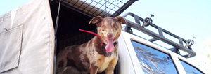 How GPS Tracking is Changing the Way We Care for Dogs in Australia
