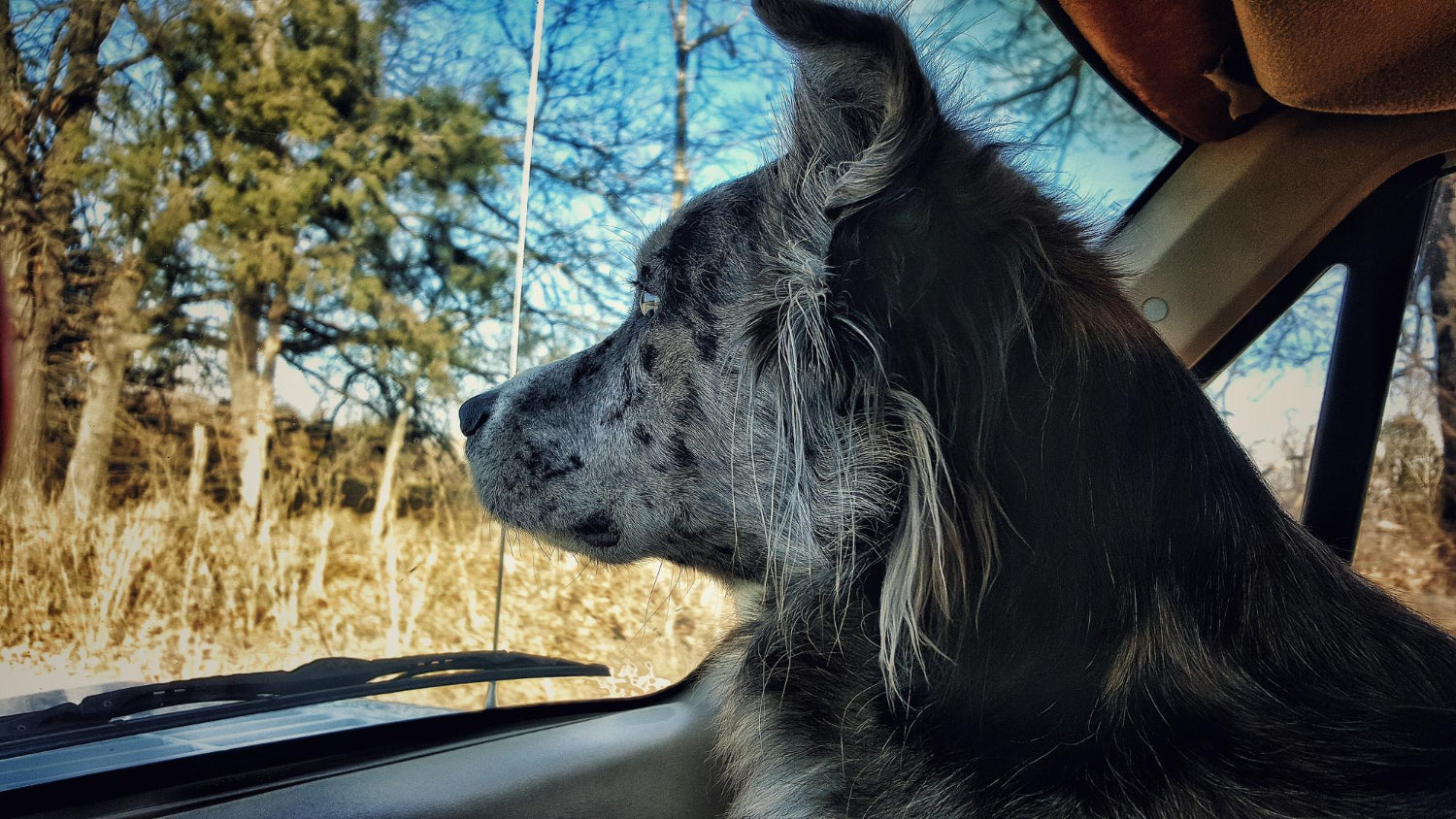 How to Prepare Your Dog for a Long Road Trip in Australia