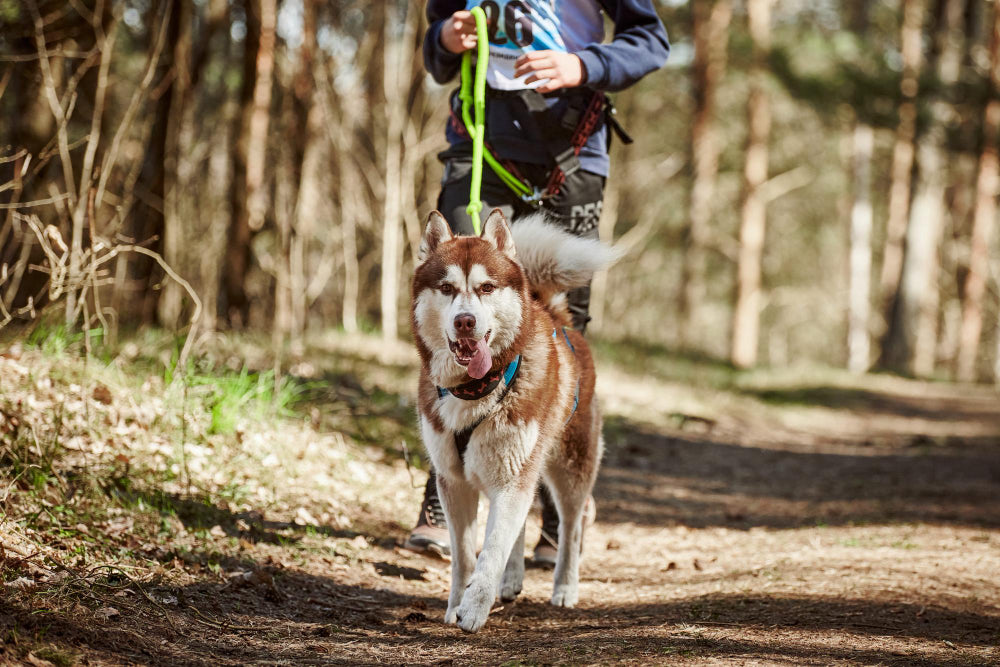 How to Choose the Best Dog Harness for Bushwalking in Australia