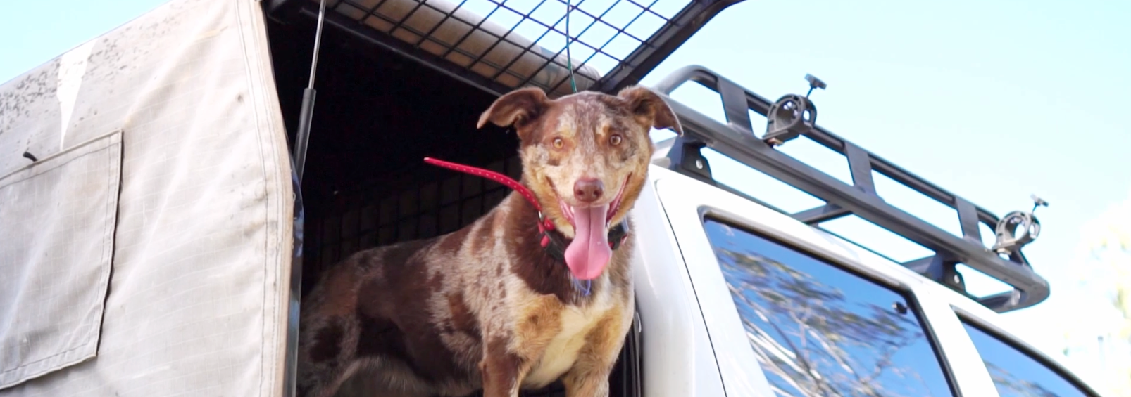 How GPS Tracking is Changing the Way We Care for Dogs in Australia